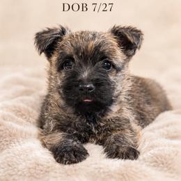 Natalie - Red brindle female Cairn Terrier puppy in Pottersville, Missouri from Cairn Terriers of Heatherridge,LLC