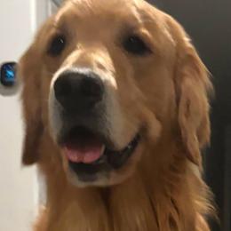 Charlie - Golden Retriever