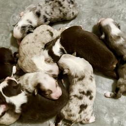 Miniature American Shepherd puppies from Greenwood Acres Kennel