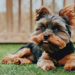 Maltese, Morkies, and Yorkshire Terriers from Little Paws Nursery