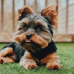 Maltese, Morkies, and Yorkshire Terriers from Little Paws Nursery