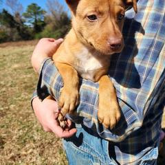 Girl 1 - Red female Australian Kelpie puppy in Bradford, Arkansas from Cedar Rock Heelers and Kelpies
