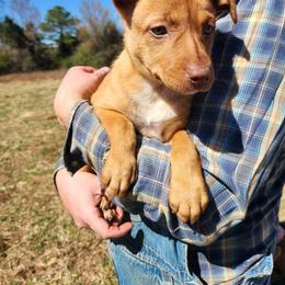 Girl 1 - Red female Australian Kelpie puppy in Bradford, Arkansas from Cedar Rock Heelers and Kelpies