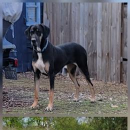 Great Dane puppies from Starlight Danes