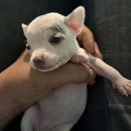 Glinda - Merle female Chihuahua puppy in Orwell, Ohio from Cosmic Country Chihuahuas