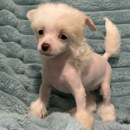 Peppermint - Pink female Chinese Crested puppy in Aberdeen, Idaho from Willow Creek Cresteds