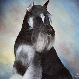 Bear - Miniature Schnauzer