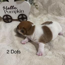 Boy with 2 dots - Brown and white male Jack Russell Terrier puppy in Greeneville, Tennessee from Wampler Jacks