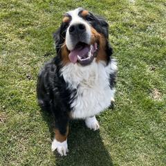 Mia - Bernese Mountain Dog