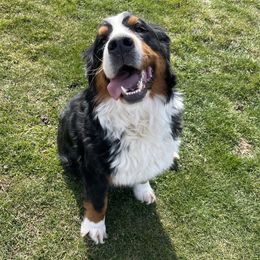 Mia - Bernese Mountain Dog