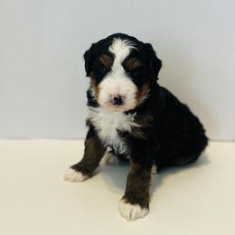 Burt-Blue - Tri-color male Bernedoodle puppy in Casper, Wyoming from 307 Doodles