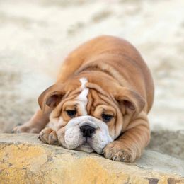 Bulldog Puppies from Badger Canyon bulldogs