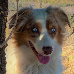 Australian Shepherds from BRR Aussies