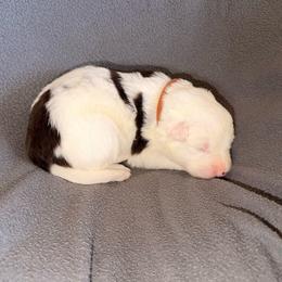 Atlas (Brown Collar) - White and red male Border Collie puppy in Lula, Georgia from Silver Creek Ridge