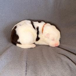 Atlas (Brown Collar) - White and red male Border Collie puppy in Lula, Georgia from Silver Creek Ridge