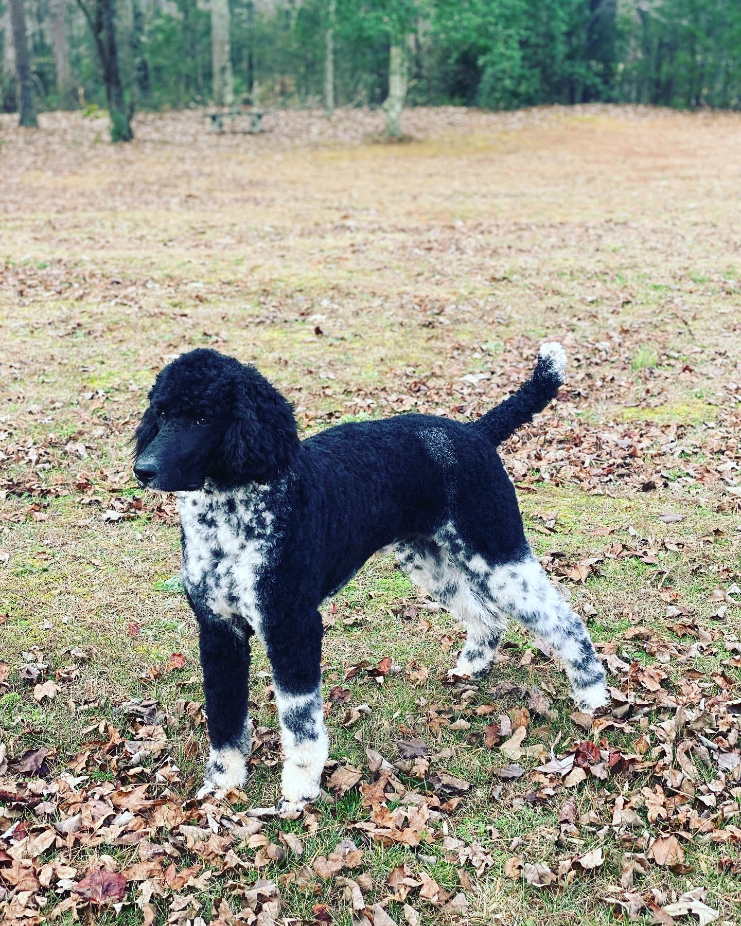 Parker