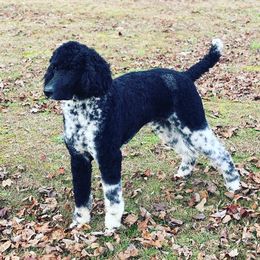 Parker  - Poodle