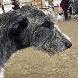 Irish Wolfhound Puppies from Serendipity Sighthounds
