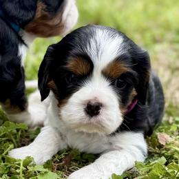 Anne - Tri-color female Cavalier King Charles Spaniel puppy in Calhoun, Georgia from Cavis at Wryah Farm