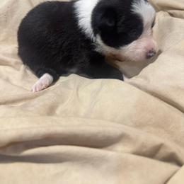 Girl 1 - Black and white female Border Collie puppy in Meridian, Mississippi from Border Hollow Border Collies