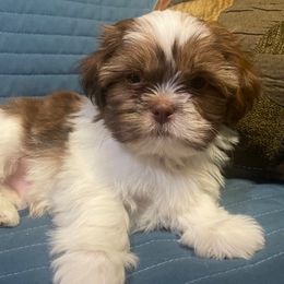 Edward - Gold and white male Shih Tzu puppy in Hemet, California from Aloha Shih Tzu