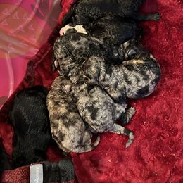 Bernedoodle puppies from Mindys Doodles