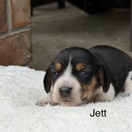 Jett - Black tan and bluetick female Beagle puppy in Mansfield, Missouri from Rippee Creek Kennel