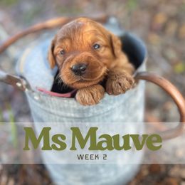 Mrs. Mauve - Red  female Goldendoodle puppy in Pensacola, Florida from Ruby Pupper Doodles