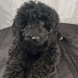 Chocolate Chip - Black and white Bernedoodle puppy in Kansas City, Missouri from Kansas City Doodles
