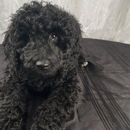 Chocolate Chip - Black and white Bernedoodle puppy in Kansas City, Missouri from Kansas City Doodles