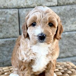 Muffin - Caramel female Australian Labradoodle puppy in Auburn, Washington from West Valley Labradoodles