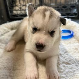 Courage - Sable and white male Siberian Husky puppy in Avoca, Michigan from Repurposed Paradise Farm