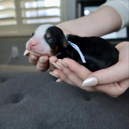 Hamilton - Tri-color male Bernedoodle puppy in Murray, Utah from Sun Valley Doodles