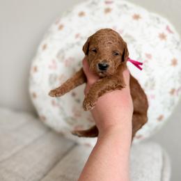 Toffee - Red  female Goldendoodle puppy in Billings, Montana from Montana Raised Doodles