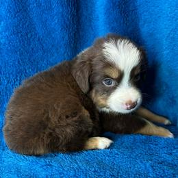 Boy 2 - Red tri male Miniature Australian Shepherd puppy in Hokes Bluff, Alabama from Alegria Toy Aussies