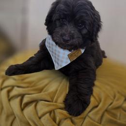 Marshmallow - Chocolate male Goldendoodle puppy in Decatur, Tennessee from Diamond's Doodles