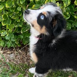 Miniature Australian Shepherd Puppies from Fancy Creek Mini Aussies