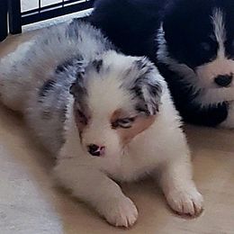 Girl 3 - Australian Shepherd puppy in Maryland from Lake Shore Australian Shepherds
