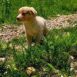 Flare - Red merle male Miniature Australian Shepherd puppy in Macomb, Missouri from Faunus Farms and Aussies