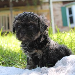 Blue and tan female - Blue female Shihpoo puppy in Newark, Ohio from Gemini Kennels