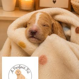Eleanor - Apricot female Goldendoodle puppy in Lake Charles, Louisiana from Perfect Fit Poodles & Doodles