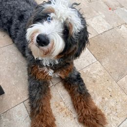 Blaze - Bernedoodle