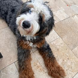 Blaze - Bernedoodle