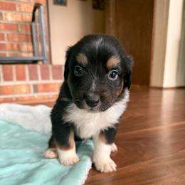 Amour - Black tri-color male Australian Shepherd puppy in Yadkinville, North Carolina from Gold Leaf Farm & Kennels