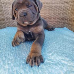 Cane Corso Puppies from Willow’s Meadow