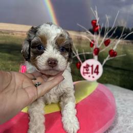 Amora - female Australian Mountain Doodle puppy in Lincoln, Nebraska from GRand Doodles