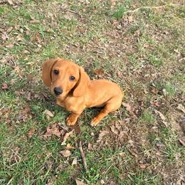 Opal - Red female Dachshund puppy in Crossville, Tennessee from Golden Mini Farm