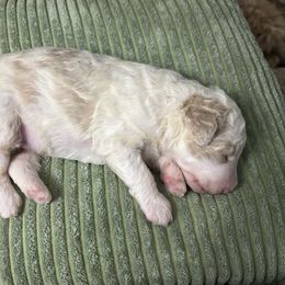 Gnocchi - Brown and white male Bernedoodle puppy in Opelika, Alabama from Woofington Place Doodles