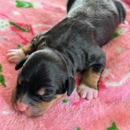 Purple - Tri-color female Bernedoodle puppy in Beaumont, Texas from Joy's Dood Ranch