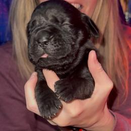 Cane Corso Puppies from Venom Cane Corsos